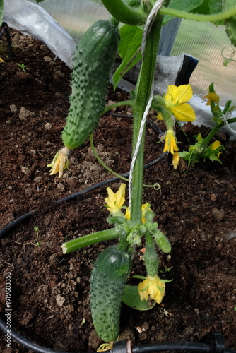 A green house with cucumbers growing