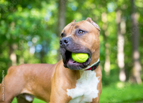фотографія A Mastiff mixed breed dog holding a ball in its mouth