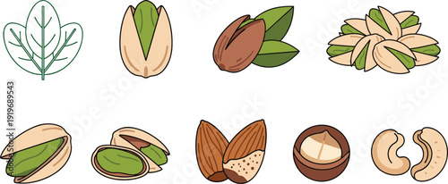 Nuts and pistachio illustration collection. Almond, cashew and macadamia with leaves in clean style. Organized food set isolated on white background.