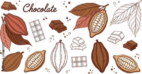 Chocolate and cocoa botanical illustration set. Hand drawn cacao pods, leaves, beans and chocolate pieces. Vintage engraving style isolated on white background.
