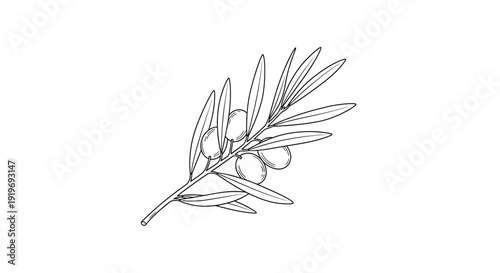 Hand-drawn olive branch with olives and leaves, black and white sketch, isolated on white background