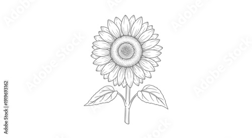 Hand-drawn sketch of a single sunflower with leaves and stem, isolated on white background.