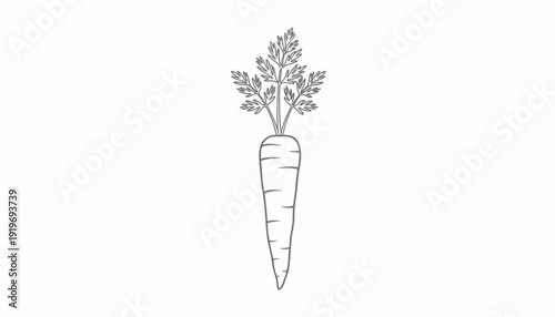 Fresh Carrot with Green Leaves, Outline Drawing, Healthy Food Ingredient
