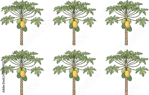Papaya Fruit Tree Vector Illustration – Ripe Green Papayas and Tropical Leaves