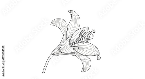 Elegant Lily Flower Sketch, Black and White Line Art, Botanical Illustration