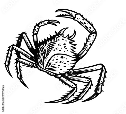 Defensive Black‑and‑White Crab Illustration Facing Left with Raised Claws and Spiny Body in Plain White Setting, Viewed from Side Perspective engraving