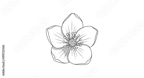 Professional Vector Icon of a Delicate Minimalist Winter Bloom for Elegant Brand Identity. transparent.