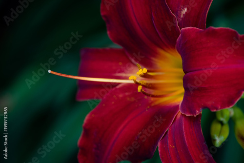 Close up of a beautiful red and yellow daylily