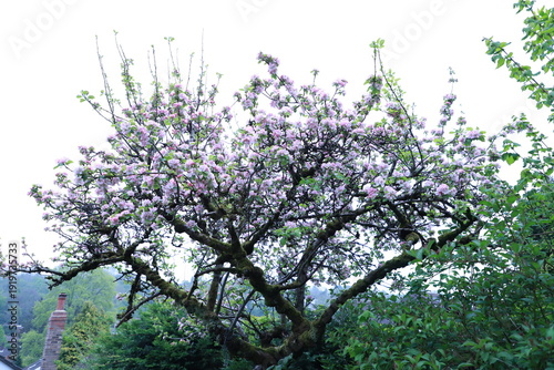 Apple tree is blooming with pink flowers in spring