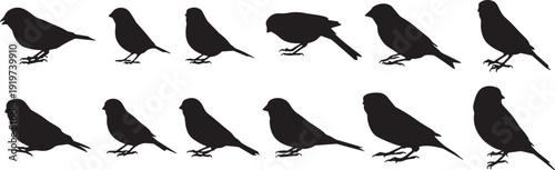 Sparrow silhouette vector collection. Twelve birds in perched and flying poses arranged in two rows. Minimalist black design isolated on white background with thin border.