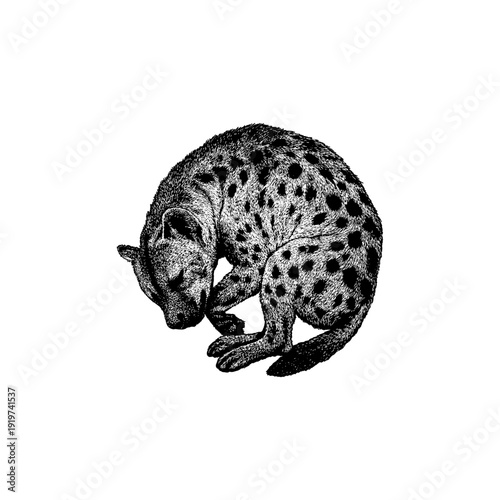 Hand-drawn vector illustration of a sleeping hyena curled into a tight resting pose, detailed with fine ink linework and realistic fur texture. Black and white vintage engraving style.