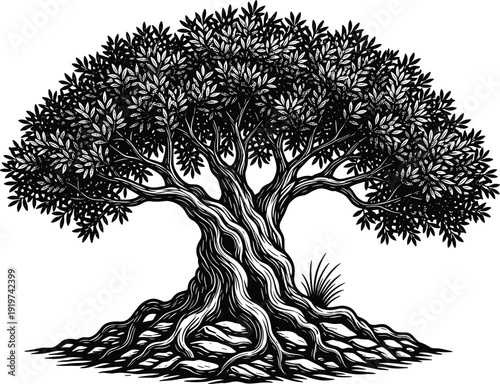 Detailed black and white woodcut illustration of a majestic olive tree with a gnarled trunk and sprawling roots for nature, longevity, and Mediterranean concepts