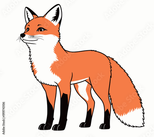 A fox shows its bright orange fur while standing in grass with its tail raised. It looks to the side as if watching something.