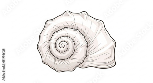 Detailed black and white illustration of a seashell with spiral design on a white background showcasing texture and shading