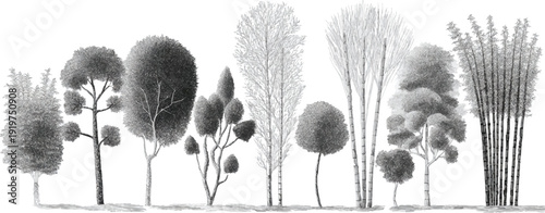 A diverse collection of black and white botanical depicting various trees and bamboo stalks in a row