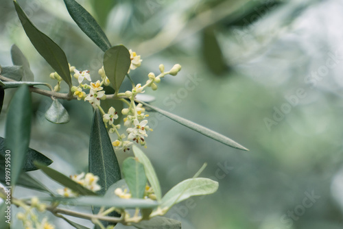 Φωτογραφία オリーブ（Olea europaea）／枝先の花とコピースペース／日本埼玉県・5月