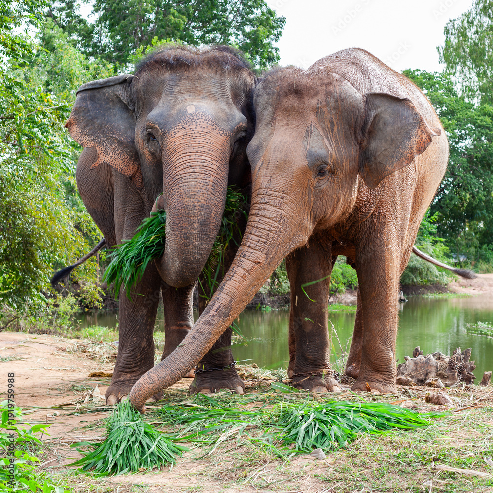 Obraz premium Two elephants feeding on green foliage near a pond in a forested area. The elephants are standing close together by the water's edge. Ban Ta Klang, Surin Province, Thailand.