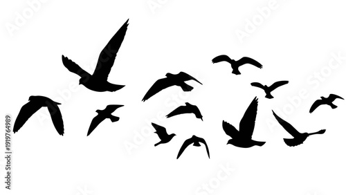 Flock of Birds Silhouetted in Flight Against White Background.
