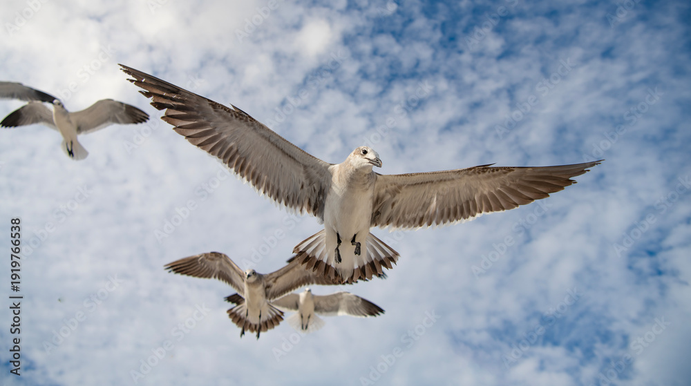 Fotografija Sea gull bird