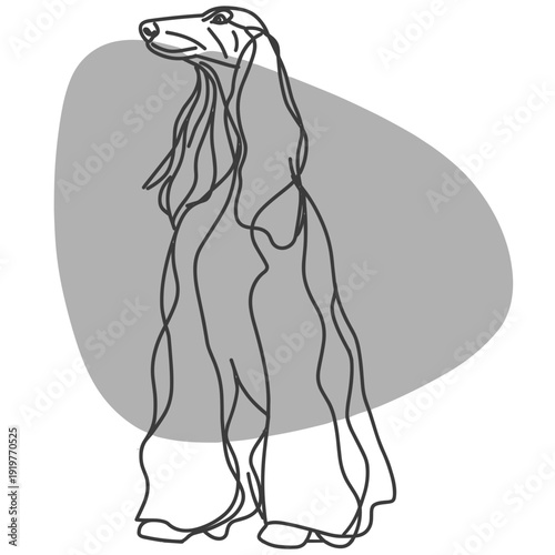 アフガン・ハウンド