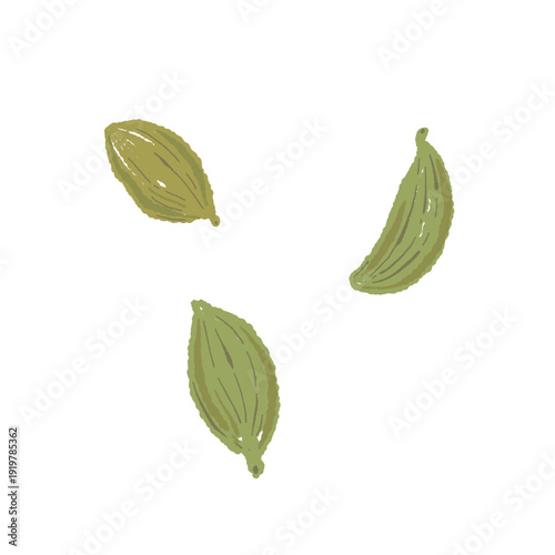 Green Cardamom Pods Spice Illustration