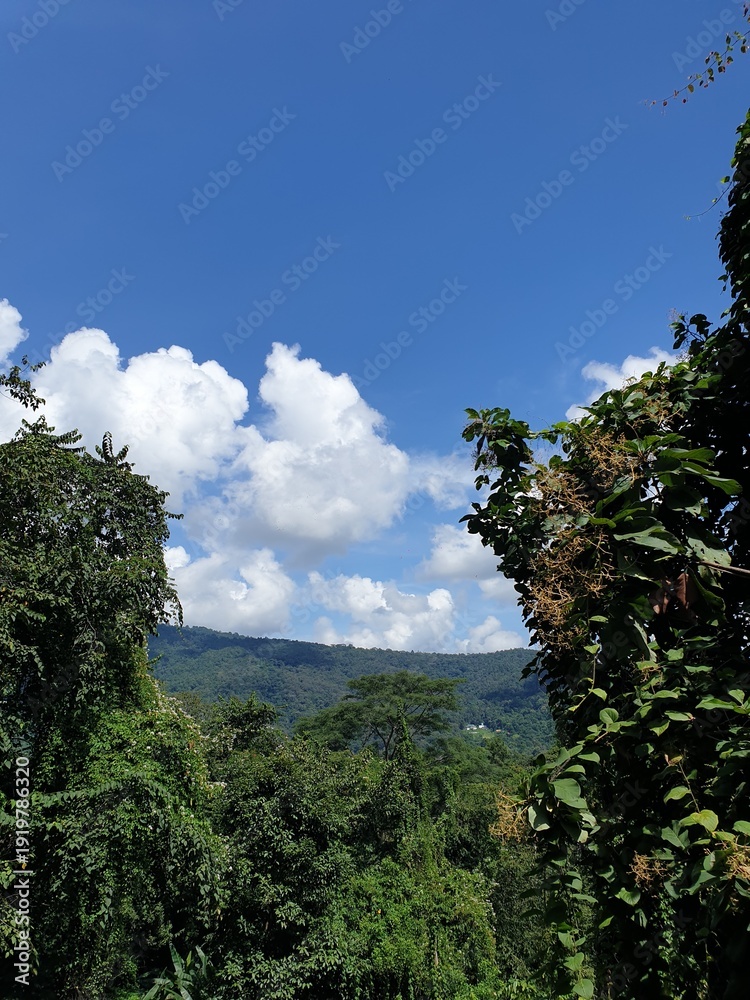 Obraz premium Mountain, forests, Nature