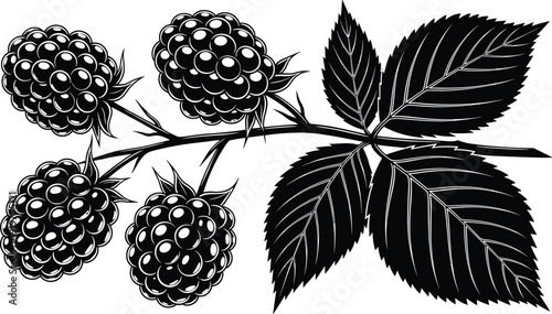 Blackberry branch silhouette vector illustration, detailed black raspberries with leaves and stem isolated on white botanical design