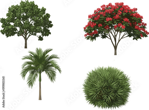 Vector illustration set of diverse tropical and temperate plants featuring a palm tree flowering flame tree leafy green tree and round ornamental shrub