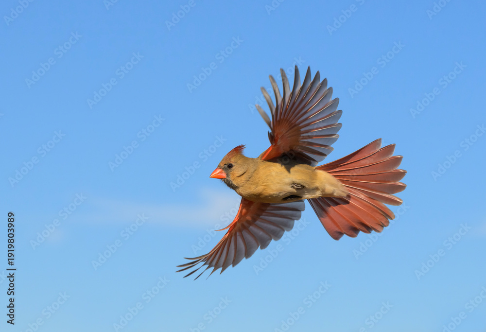 Obraz premium Beautiful female Northern Cardinal in flight with wings and tail spread out, against blue winter sky