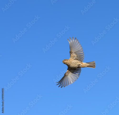 House finch mid flight, a female or juvenile; underside view with wings spread out, against blue winter sky
