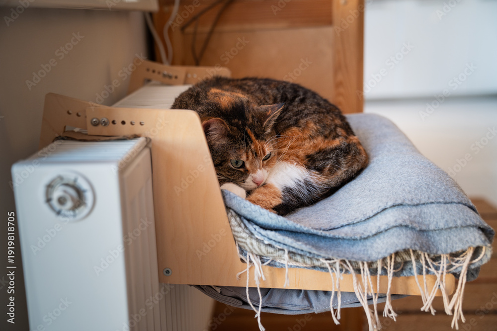 Φωτογραφία Fluffy domestic calico cat basking near hot radiator on handmade cozy shelf, tricolor kitty during heating season in winter