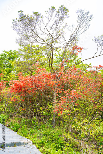 Azaleas on Dawei Mountain in Liuyang
The April wind woke the mountains.
The Rhododendron in Dawei Mountain finally ushered in a grand flowering period.
