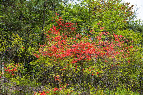 Azaleas on Dawei Mountain in Liuyang
The April wind woke the mountains.
The Rhododendron in Dawei Mountain finally ushered in a grand flowering period.
