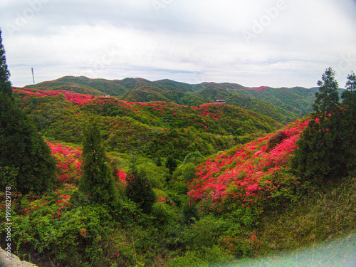 Azaleas on Dawei Mountain in Liuyang
The April wind woke the mountains.
The Rhododendron in Dawei Mountain finally ushered in a grand flowering period.
