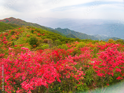 Azaleas on Dawei Mountain in Liuyang
The April wind woke the mountains.
The Rhododendron in Dawei Mountain finally ushered in a grand flowering period.
