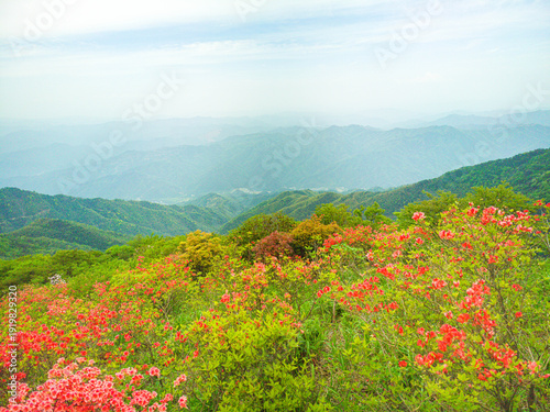Azaleas on Dawei Mountain in Liuyang
The April wind woke the mountains.
The Rhododendron in Dawei Mountain finally ushered in a grand flowering period.
