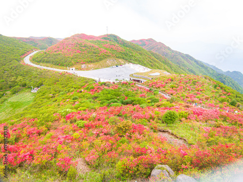 Azaleas on Dawei Mountain in Liuyang
The April wind woke the mountains.
The Rhododendron in Dawei Mountain finally ushered in a grand flowering period.
