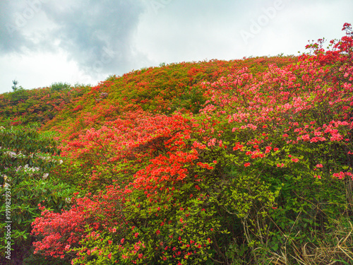 Azaleas on Dawei Mountain in Liuyang