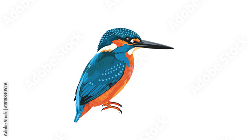 Beautiful and detailed illustration of a common kingfisher bird with vibrant blue and orange plumage perched on an invisible branch.
