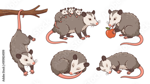 Cute opossum vector illustration set. Colorful cartoon possum character hanging on branch, eating apple, sleeping, and mother carrying babies for wildlife animal design.
