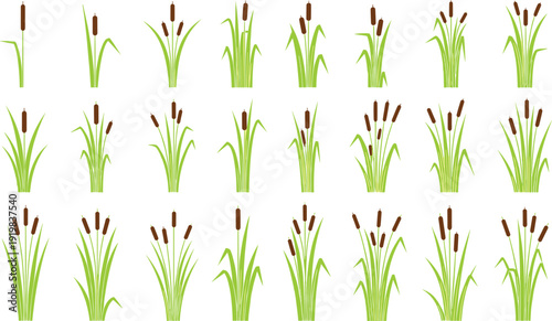 Cattail Reed Plant Vector Icon Set with Marsh Grass and Wetland Vegetation Elements for Nature, Ecology, and Landscape Design