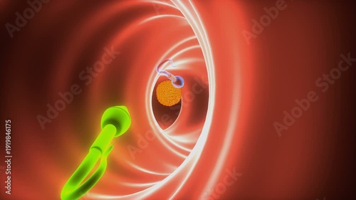 Human Ovum with sperms Structure and Function anatomy. 3d illustrations