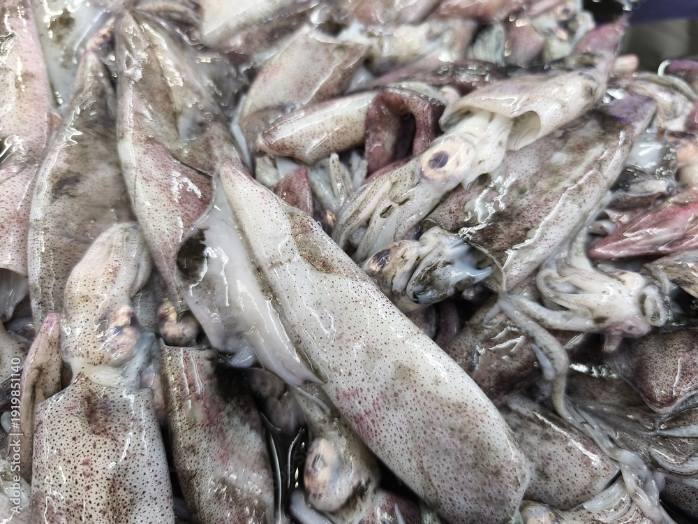 Obraz premium Close-up of a large pile of fresh squid. The squid are various sizes.