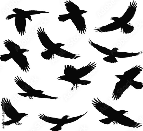 Black flying crow and raven silhouettes collection, bird icons set isolated for spooky or nature design