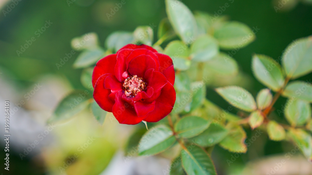 Obraz premium Beautiful blooming rose flower with fresh green leaves and water droplets in a home garden.