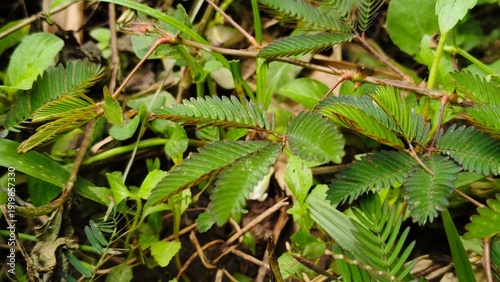 Obraz na plátně The scientific or Latin name of the sensitive plant is Mimosa pudica L