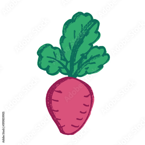 Hand drawn farm radish beet beetroot plant with green leaves Fresh vegetable doodle Healthy eco food Organic garden vegetarian food For design, print, packaging, decor, kids books
