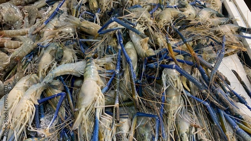 Photos Large fresh prawns with long blue legs arranged on ice at a wet market