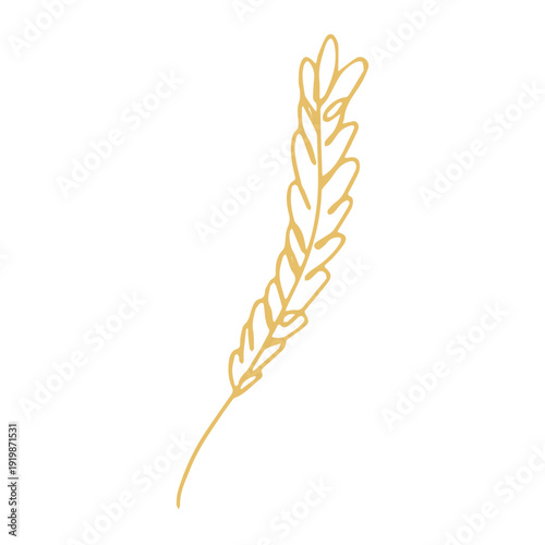 Hand drawn cereal wheat oat rye barley rice ears spikelet clipart Organic wheat bread agriculture farming harvest healthy food Single element for print packaging label design decor