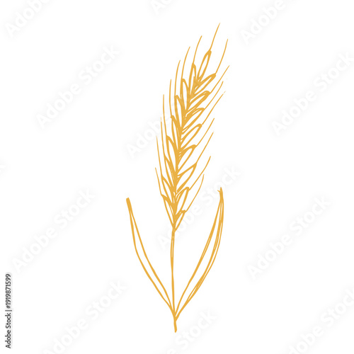 Hand drawn cereal wheat oat rye barley rice ears spikelet clipart Organic wheat bread agriculture farming harvest healthy food Single element for print packaging label design decor